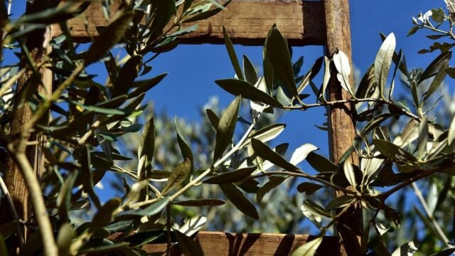 Δήλωση συγκομιδής ελαιοκάρπου: χρειάζεται φέτος ή πήρε παράταση;