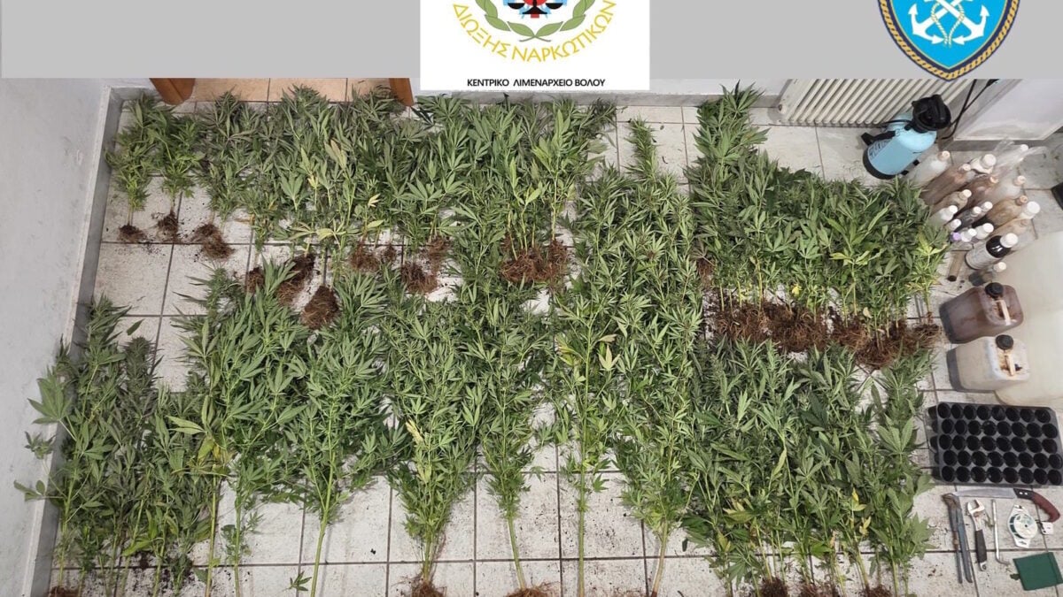 Πήλιο: Εντοπίστηκαν και κατασχέθηκαν 79 δενδρύλλια κάνναβης, με ύψος που έφτανε τα 2,10 μέτρα 3 Πήλιο: Εντοπίστηκαν και κατασχέθηκαν 79 δενδρύλλια κάνναβης, με ύψος που έφτανε τα 2,10 μέτρα