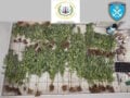 Πήλιο: Εντοπίστηκαν και κατασχέθηκαν 79 δενδρύλλια κάνναβης, με ύψος που έφτανε τα 2,10 μέτρα