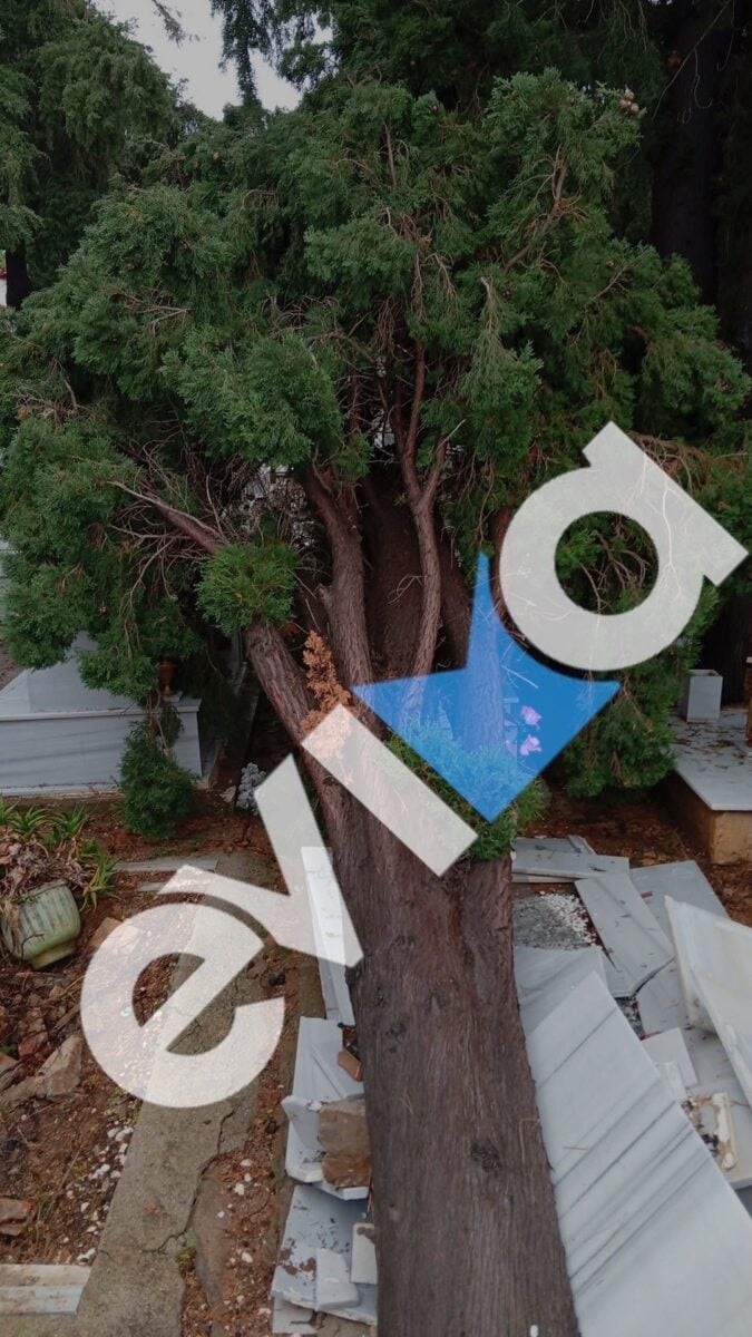 Κακοκαιρία στην Εύβοια: Μεγάλο κυπαρίσσι έπεσε σε νεκροταφείο πάνω σε τάφους