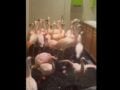 ΗΠΑ: Φλαμίνγκο κρύφτηκαν σε μπάνιο για να γλιτώσουν από τον τυφώνα Ισαΐας στη Φλόριντα – ΒΙΝΤΕΟ