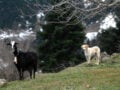 Θεσσαλονίκη: Συνελήφθη 54χρονη με πάνω από 120 σκυλιά, 70 γάτες και 10 κατσίκες στο σπίτι της