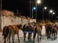 Κεφαλονιά: Άλογα καλπάζουν στη μέση του δρόμου Αργοστολίου – Πόρου, βίντεο