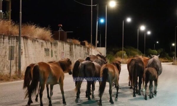 Κεφαλονιά: Άλογα καλπάζουν στη μέση του δρόμου Αργοστολίου – Πόρου, βίντεο