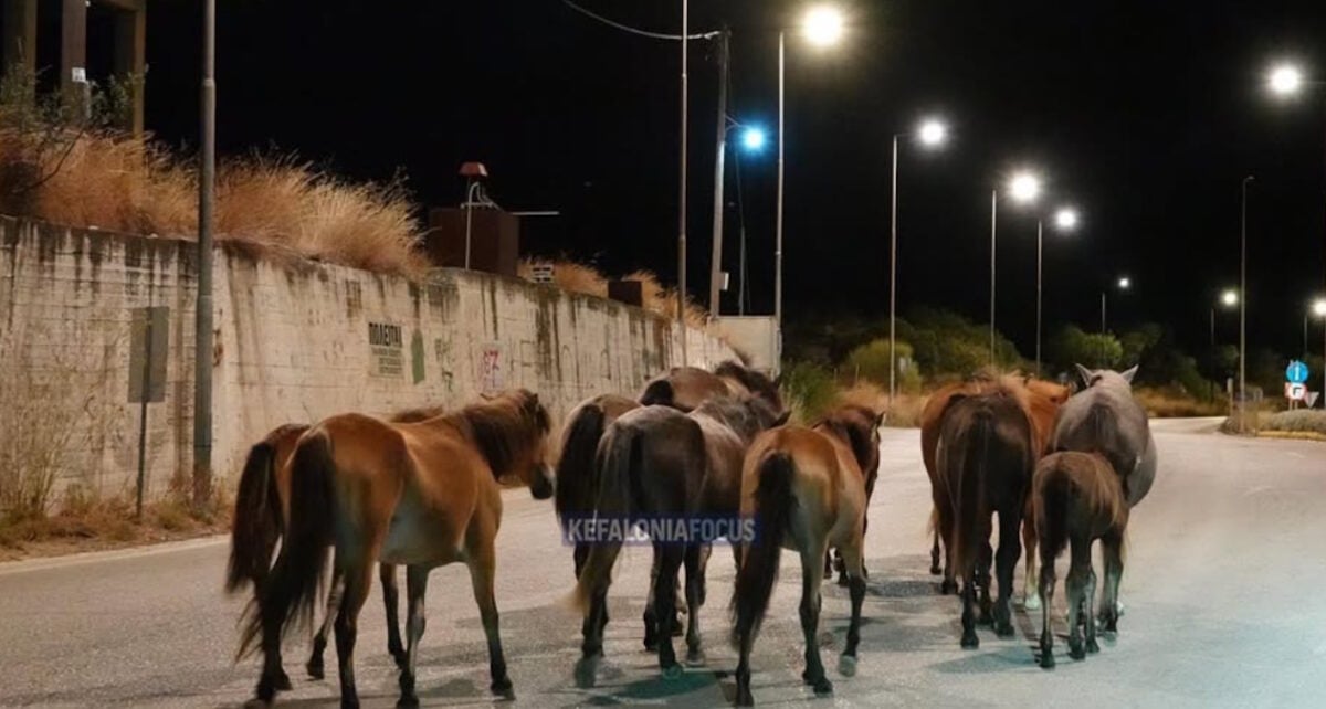 Κεφαλονιά: Άλογα καλπάζουν στη μέση του δρόμου Αργοστολίου – Πόρου, βίντεο