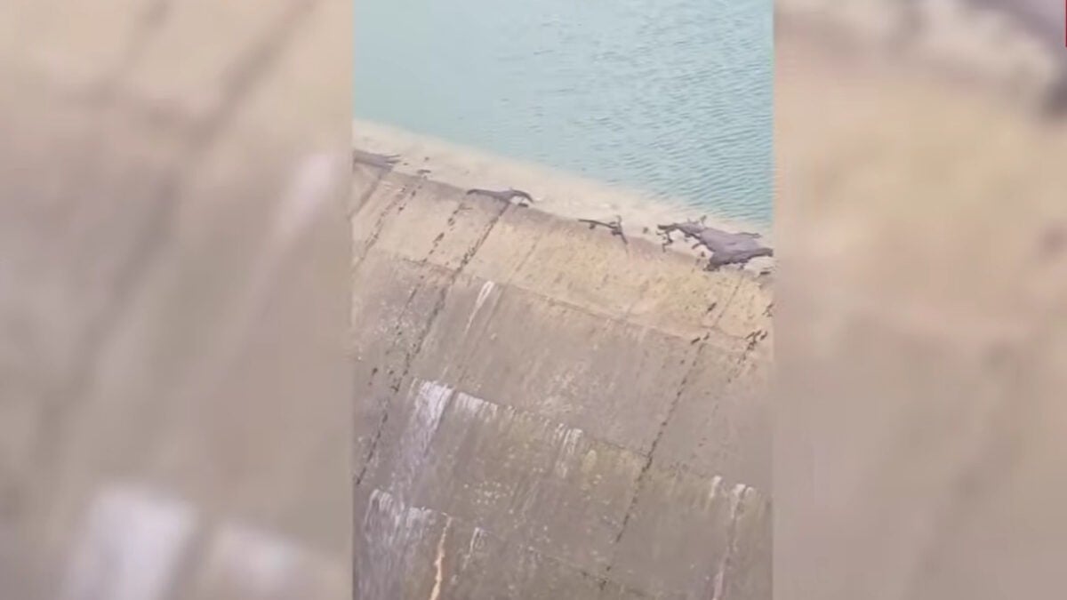 Φράγμα Ποταμών Αμαρίου: Ιστορική υπερχείλιση τον Οκτώβριο – Στα 22,5 εκατ. κυβικά μέτρα ο ταμιευτήρας στο Ρέθυμνο της Κρήτης 1 Φράγμα Ποταμών Αμαρίου: Ιστορική υπερχείλιση τον Οκτώβριο – Στα 22,5 εκατ. κυβικά μέτρα ο ταμιευτήρας στο Ρέθυμνο της Κρήτης