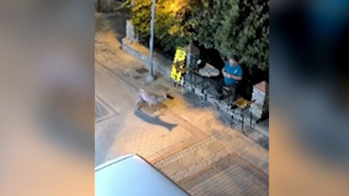 Χαλκιδική: Λύκος κινείται κοντά σε κάτοικο στη Νικήτη – Προβληματισμός στην τοπική κοινωνία 1 Χαλκιδική: Λύκος κινείται κοντά σε κάτοικο στη Νικήτη – Προβληματισμός στην τοπική κοινωνία