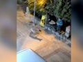 Χαλκιδική: Λύκος κινείται κοντά σε κάτοικο στη Νικήτη – Προβληματισμός στην τοπική κοινωνία