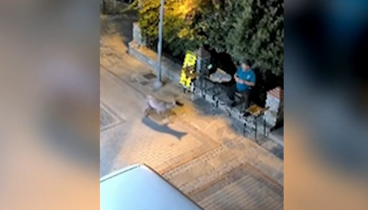Χαλκιδική: Λύκος κινείται κοντά σε κάτοικο στη Νικήτη – Προβληματισμός στην τοπική κοινωνία