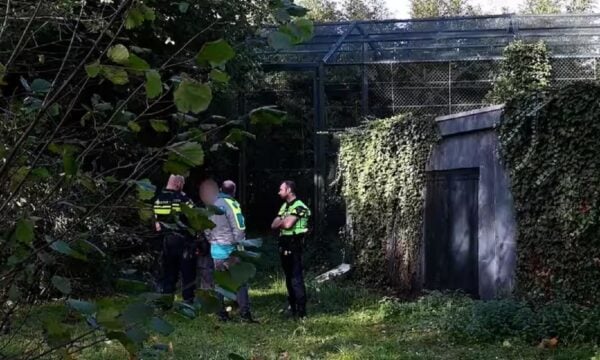 Ολλανδία: Πέθανε εργαζόμενη σε πάρκο άγριας ζωής έπειτα από επίθεση πάνθηρα