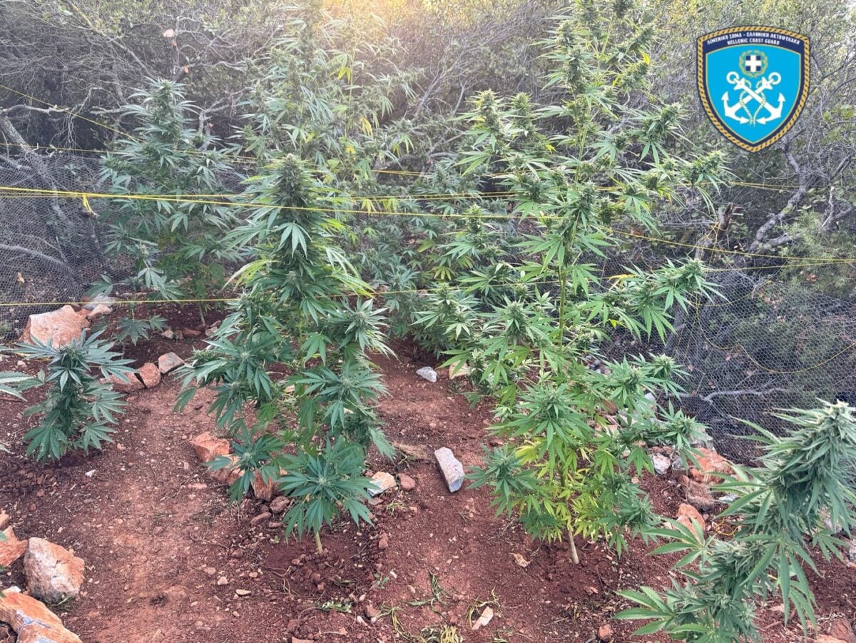 Πήλιο: Εντοπίστηκαν και κατασχέθηκαν 79 δενδρύλλια κάνναβης, με ύψος που έφτανε τα 2,10 μέτρα 9 Πήλιο: Εντοπίστηκαν και κατασχέθηκαν 79 δενδρύλλια κάνναβης, με ύψος που έφτανε τα 2,10 μέτρα