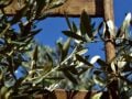 Πότε μαζεύονται οι ελιές: Γιατί σε κάποιες περιοχές η συγκομιδή αρχίζει από τον Σεπτέμβριο