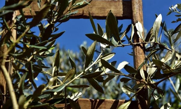 Πότε μαζεύονται οι ελιές: Γιατί σε κάποιες περιοχές η συγκομιδή αρχίζει από τον Σεπτέμβριο