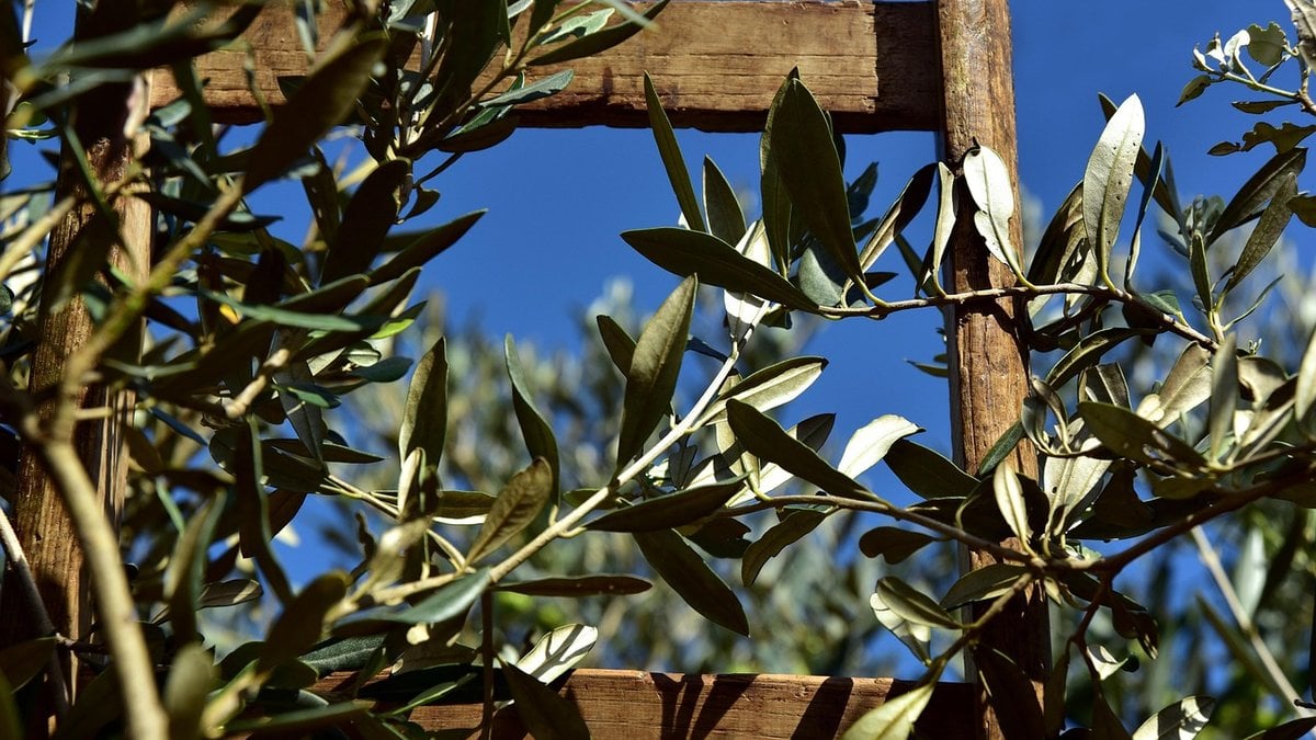 Πότε μαζεύονται οι ελιές: Γιατί σε κάποιες περιοχές η συγκομιδή αρχίζει από τον Σεπτέμβριο 1 Πότε μαζεύονται οι ελιές: Γιατί σε κάποιες περιοχές η συγκομιδή αρχίζει από τον Σεπτέμβριο