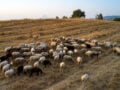 Λασίθι: Έκλεβαν αιγοπρόβατα και εμφάνιζαν εικονικά ζώα για επιδοτήσεις – Στο «μικροσκόπιο» ενισχύσεις άνω των 90.000 ευρώ