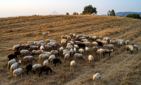 Λασίθι: Έκλεβαν αιγοπρόβατα και εμφάνιζαν εικονικά ζώα για επιδοτήσεις – Στο «μικροσκόπιο» ενισχύσεις άνω των 90.000 ευρώ