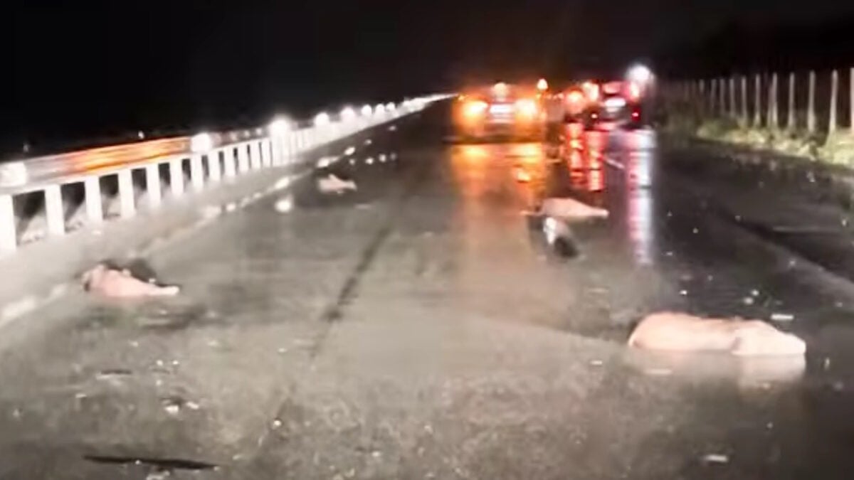 Λάρισα: Αγριογούρουνα επιχείρησαν να διασχίσουν την Εθνική Οδό και προκάλεσαν τροχαίο 1 Λάρισα: Αγριογούρουνα επιχείρησαν να διασχίσουν την Εθνική Οδό και προκάλεσαν τροχαίο