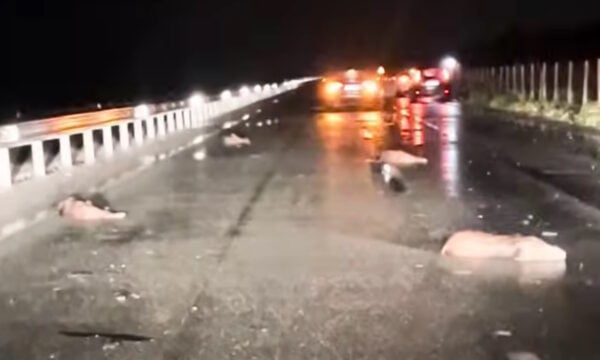 Λάρισα: Αγριογούρουνα επιχείρησαν να διασχίσουν την Εθνική Οδό και προκάλεσαν τροχαίο