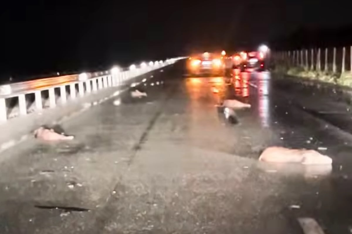 Λάρισα: Αγριογούρουνα επιχείρησαν να διασχίσουν την Εθνική Οδό και προκάλεσαν τροχαίο