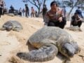Ινδονησία: Διάσωση 22 θαλάσσιων χελωνών από λαθρεμπόρους – Συγκινητικές εικόνες από την επιστροφή 20 στον ωκεανό