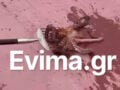 Εύβοια: Χταπόδι «γίγαντα» ψάρεψαν στο λιμάνι του Αλμυροποτάμου – Δείτε βίντεο